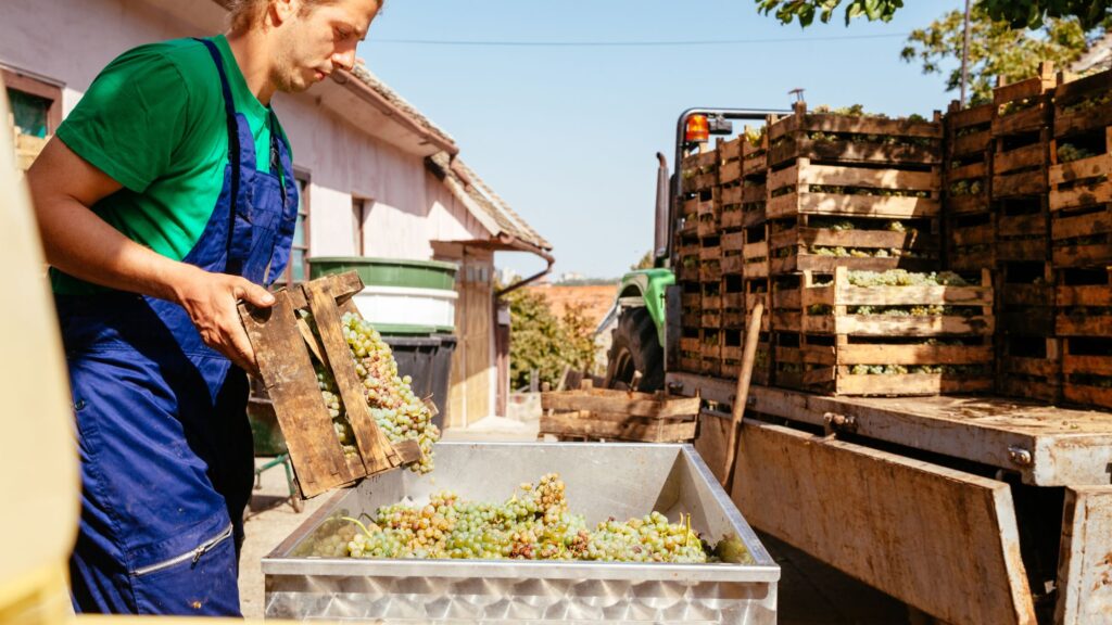 Natural Wines: Simplicity and Authenticity