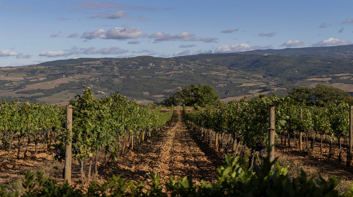 Poggio di sotto | 20% off