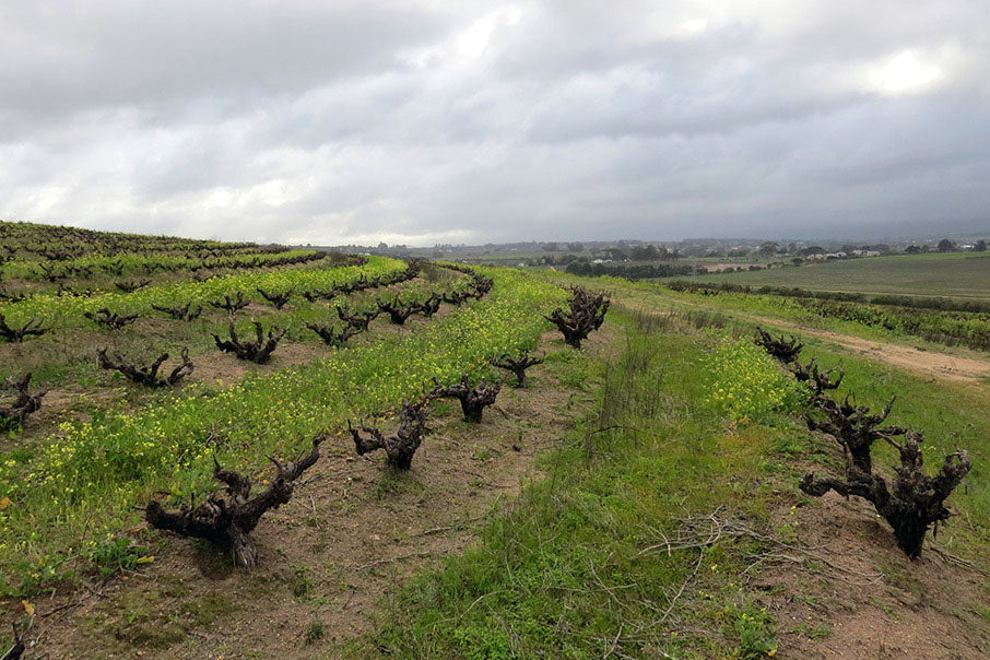 Altheit Vineyards