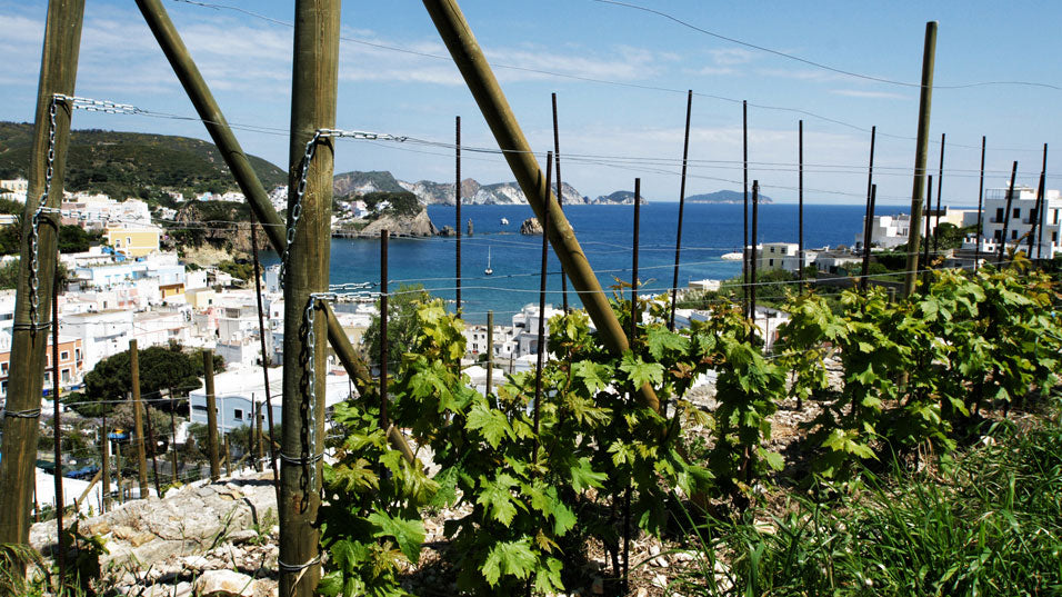 Antiche Cantine Migliaccio