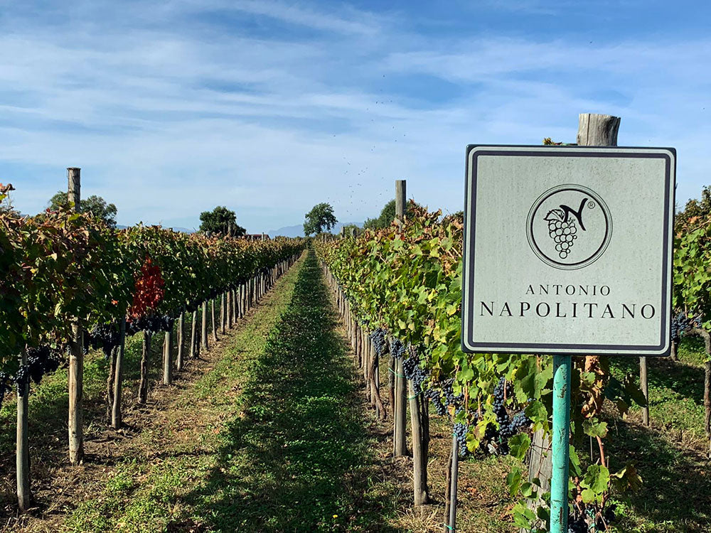 Antonio Napolitano Azienda Agricola