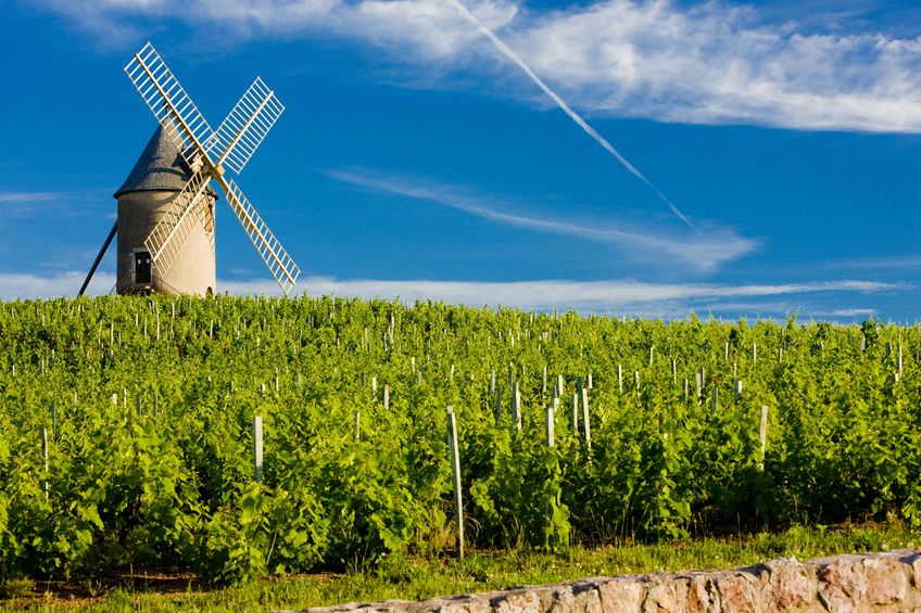Beaujolais 1