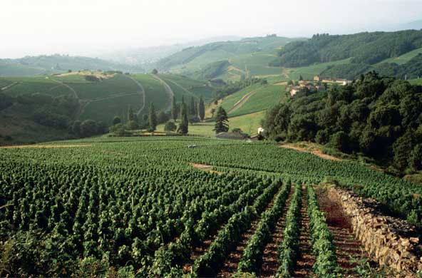 Beaujolais 2