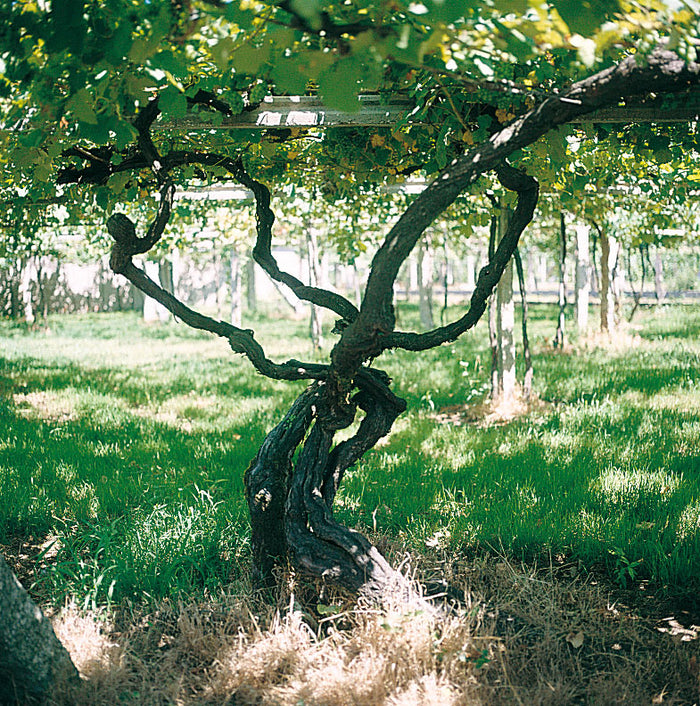 Bodega Zarate