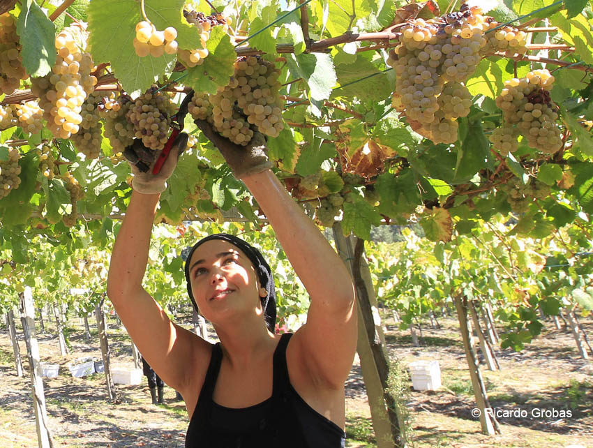 Bodegas Forjas del Salnes