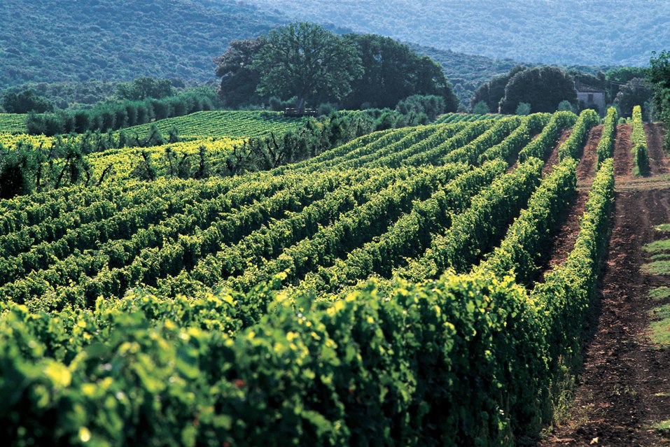Bolgheri DOC 2
