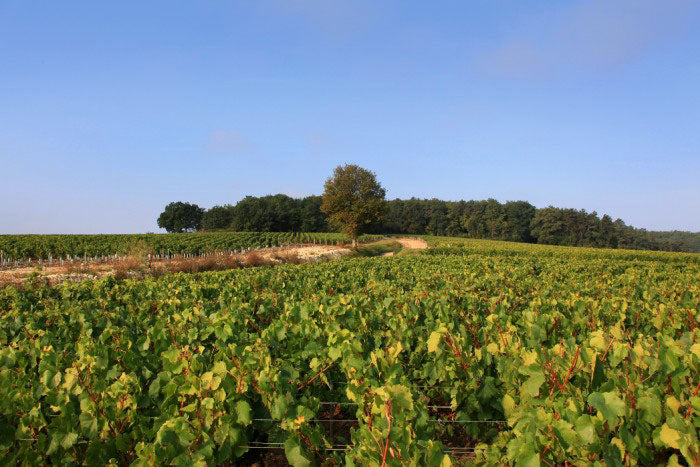 Burgundy 1