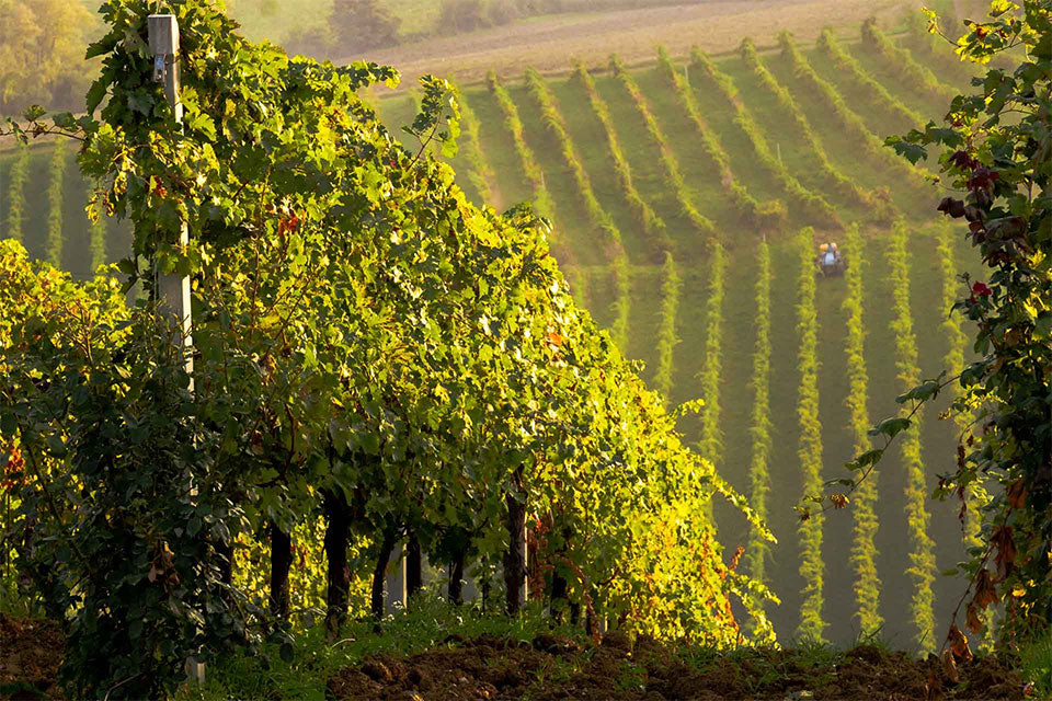 Cantina Forli Predappio