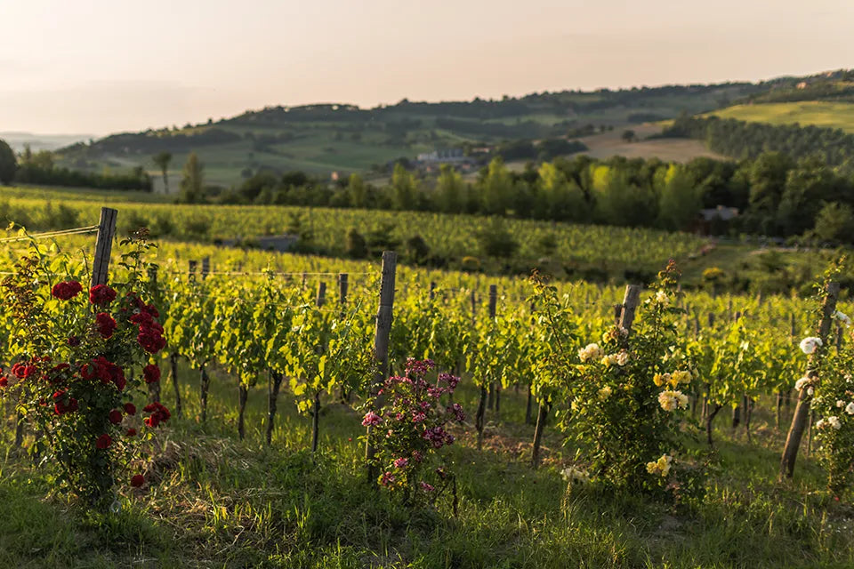 Cantina Roccafiore