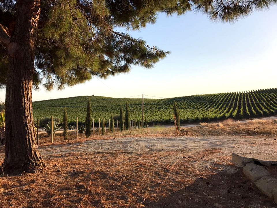 Cantine Fina