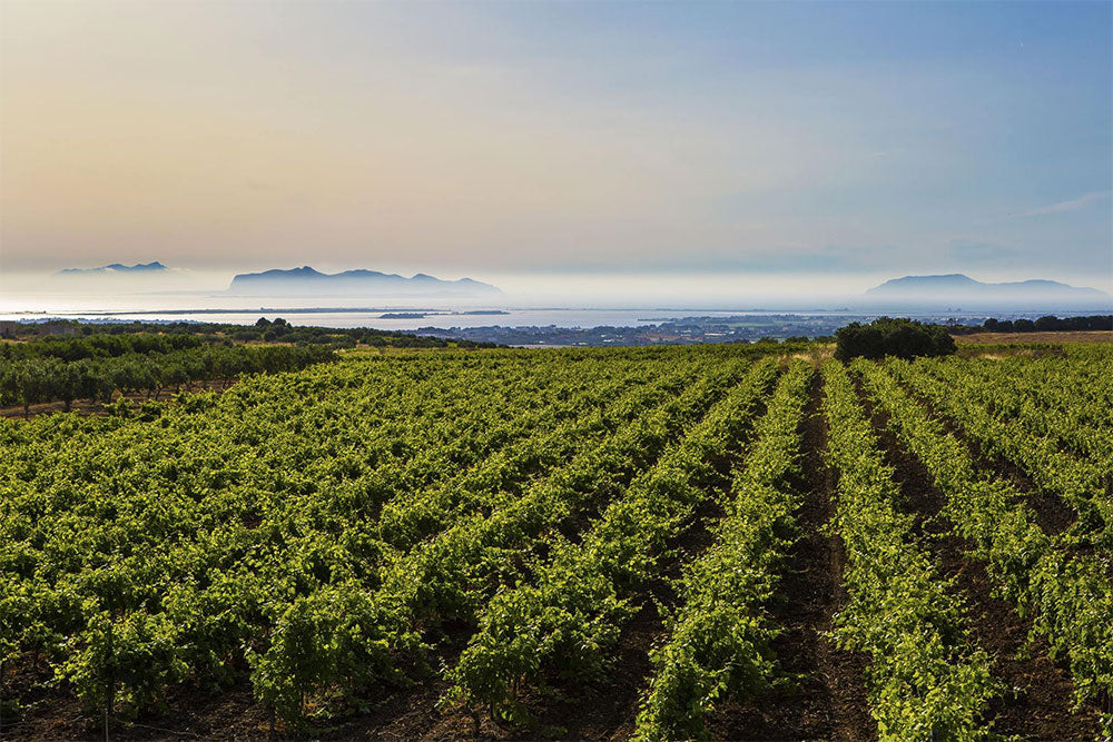 Cantine Paolini
