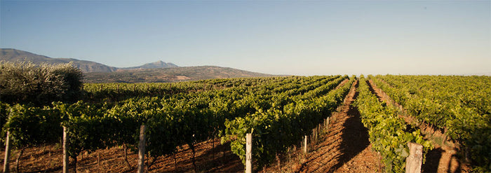 Cantine Viola