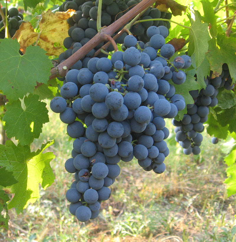 Carmènere 1