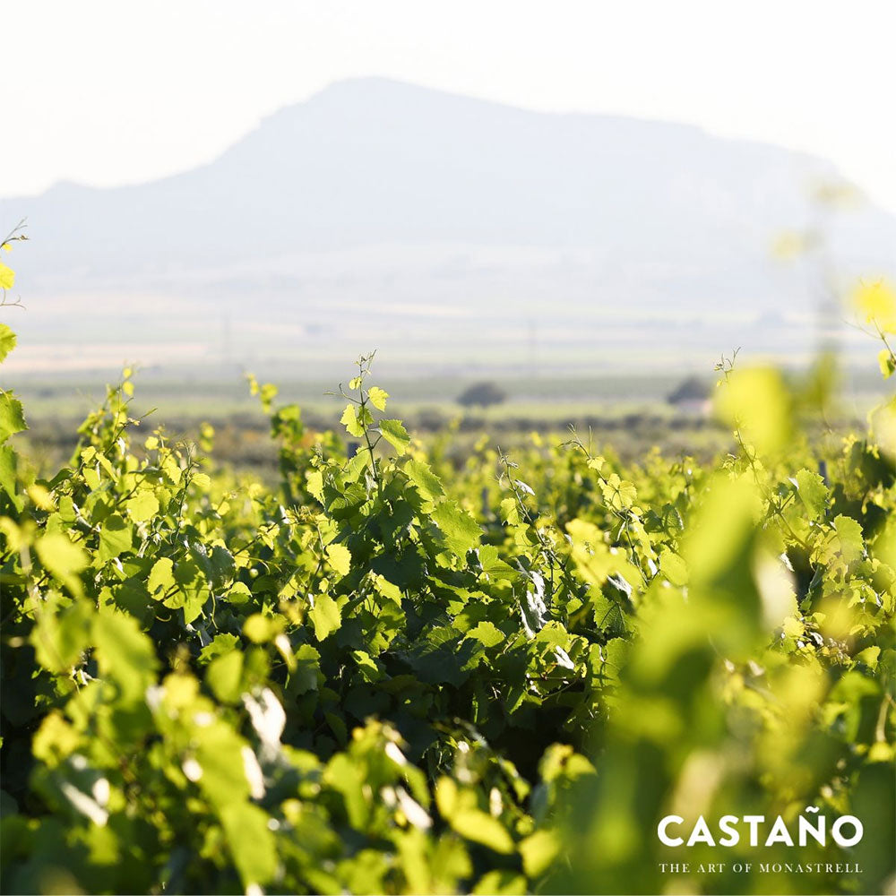 Castano