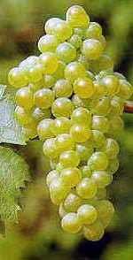 Catarratto Bianco Comune 1