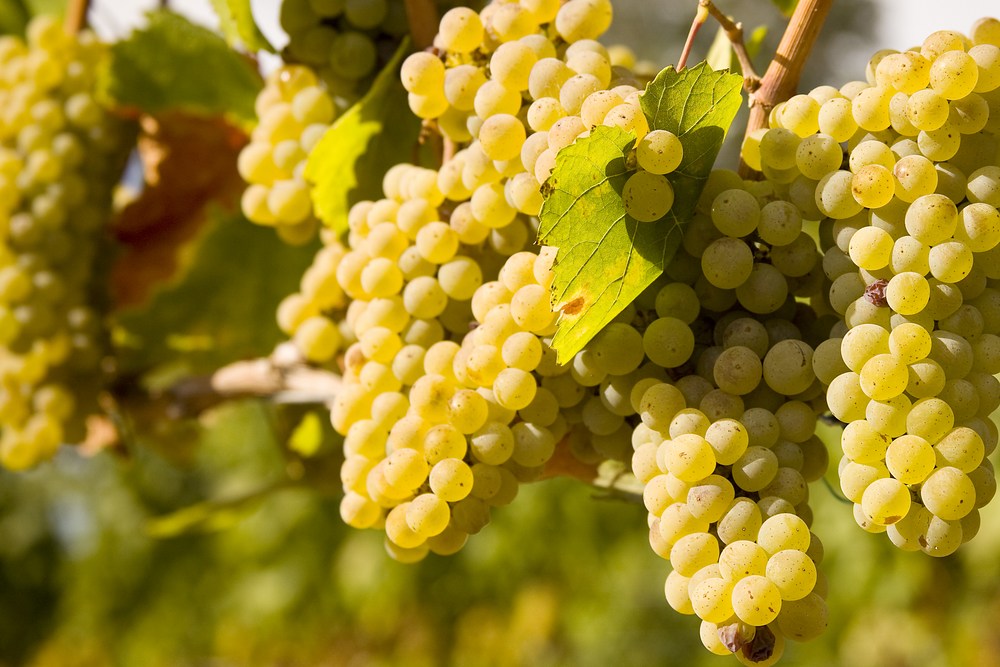 Chardonnay 1