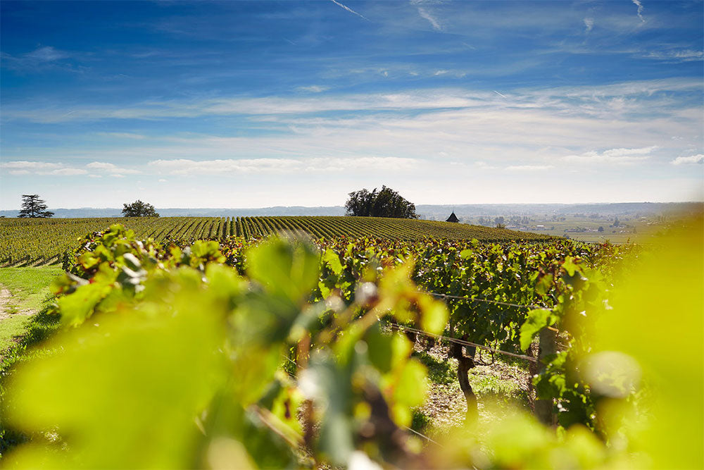 Chateau Pavie