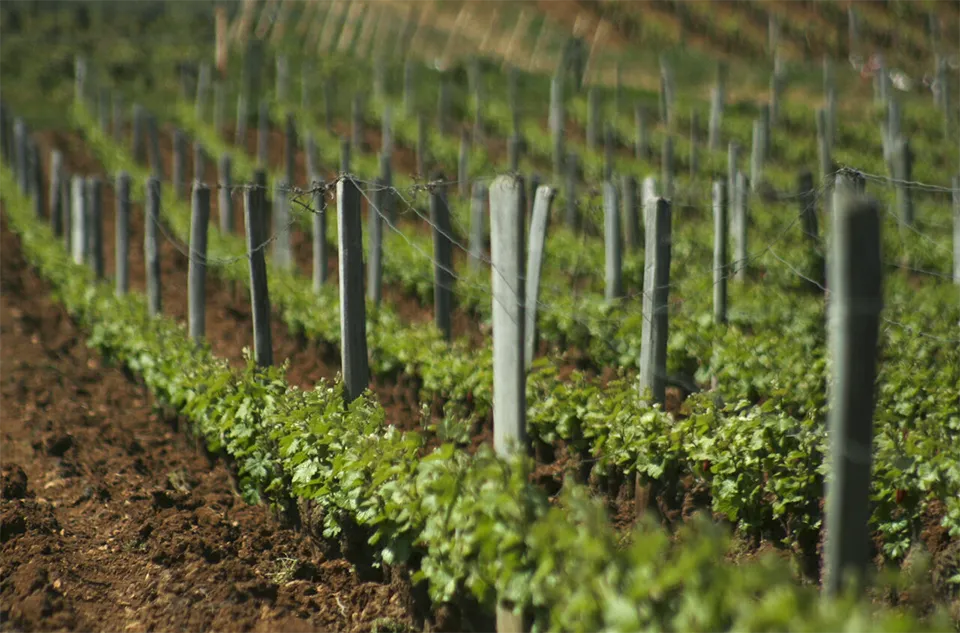 Domaine de la Romanee-Conti