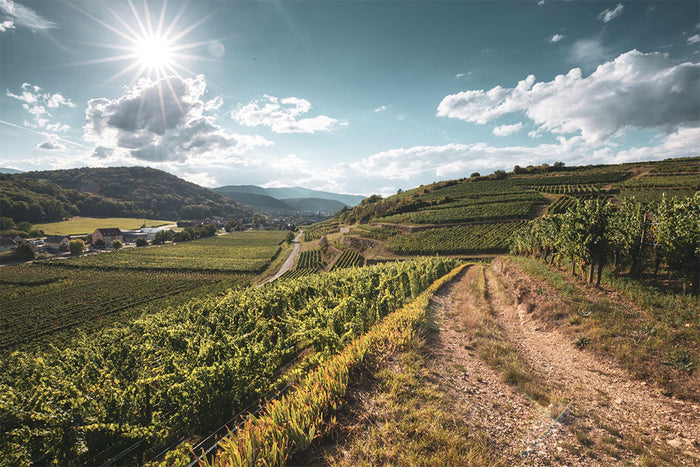 Domaine Mure