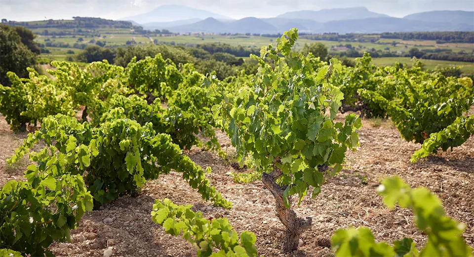 Domaine Oratoire St Martin
