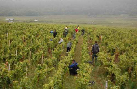Domaine Philippe Charlopin-Parizot