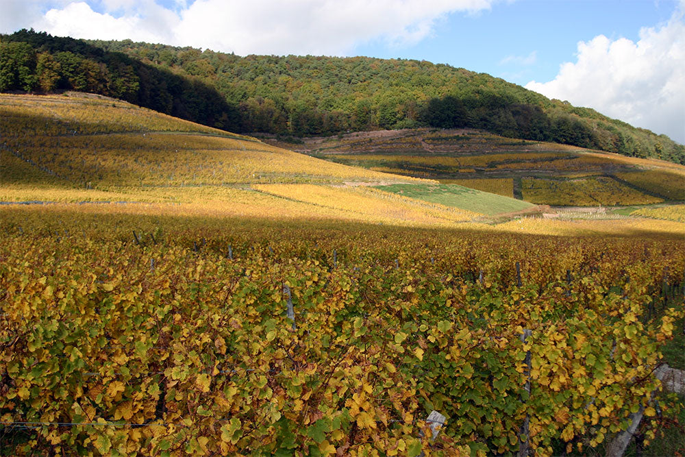 Domaines Schlumberger