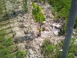 Fattoria Coroncino