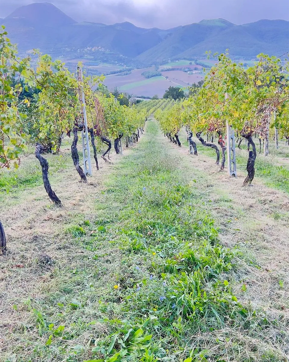 Fattoria Nanni