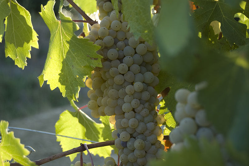 Grechetto 1
