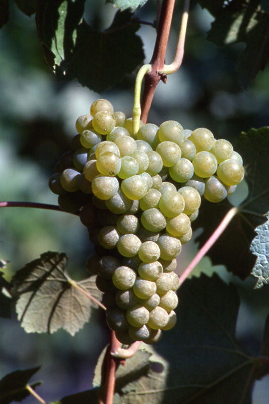 Greco di Tufo 1