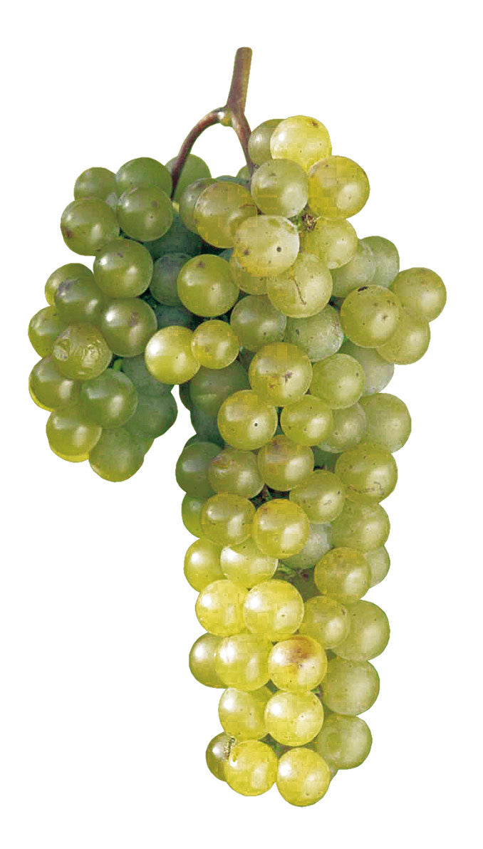 Grillo 1