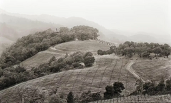 Harlan Estate