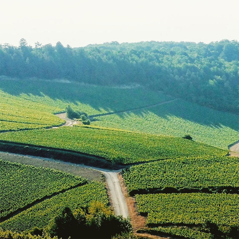 La Borderie Champagne