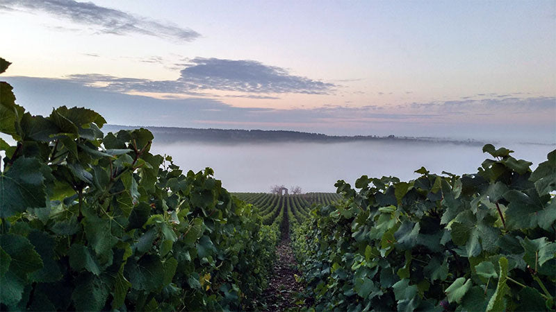 La Borderie Champagne