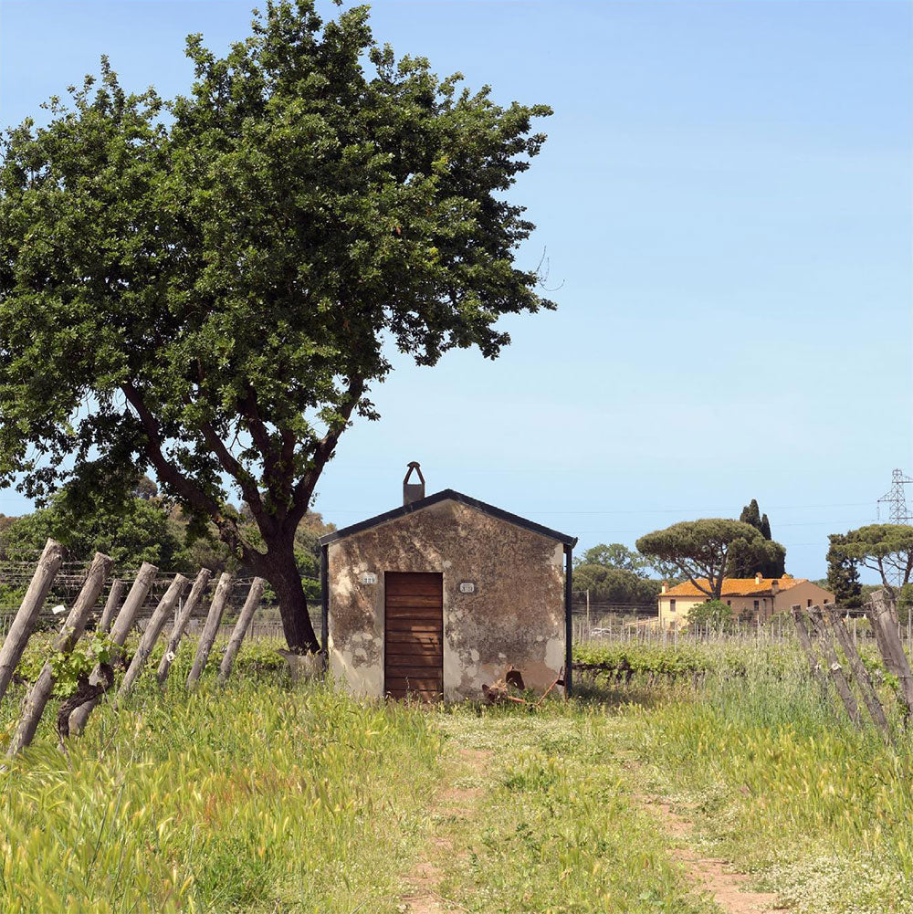 La Cipriana