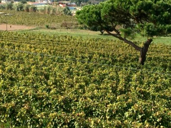 La Sibilla