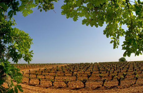 Languedoc-Roussillon 1