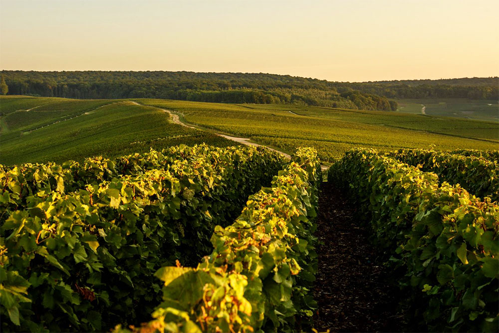 Laurent Perrier