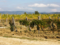 Leuta