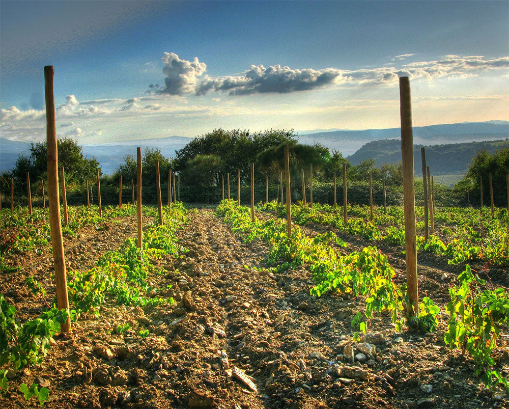Lisini Azienda Agraria