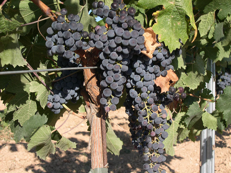 Merlot 1