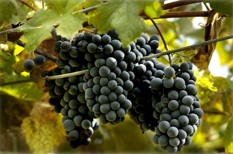 Montepulciano 1