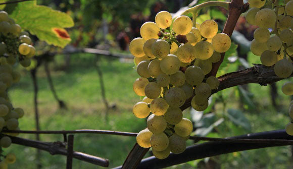 Müller Thurgau 1