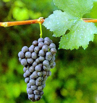 Nebbiolo 1