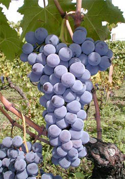 Nerello Mascalese 1