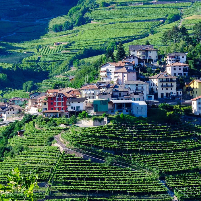 Opera Viticoltori in Valdicembra