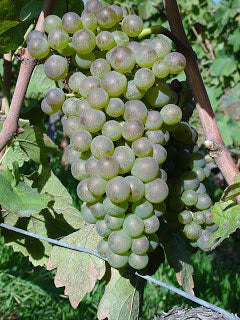 Petite Arvine 1