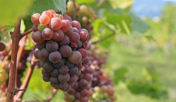 Pinot Grigio 1