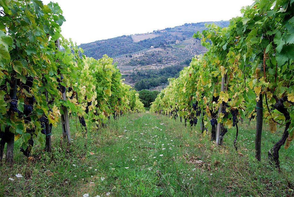 Podere Castellinuzza