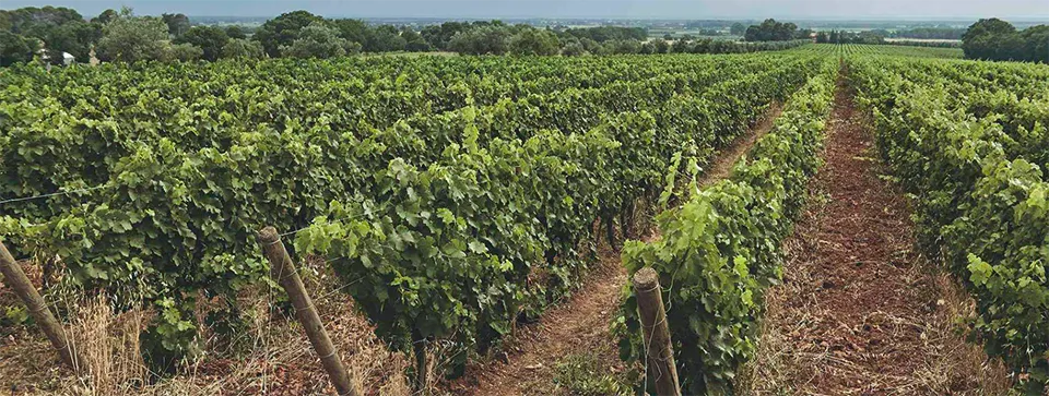 Podere Sapaio